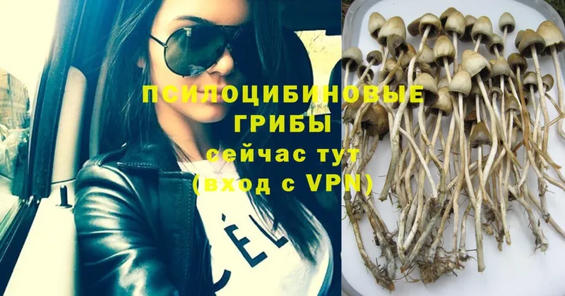 Галлюциногенные грибы Psilocybe  Удомля 